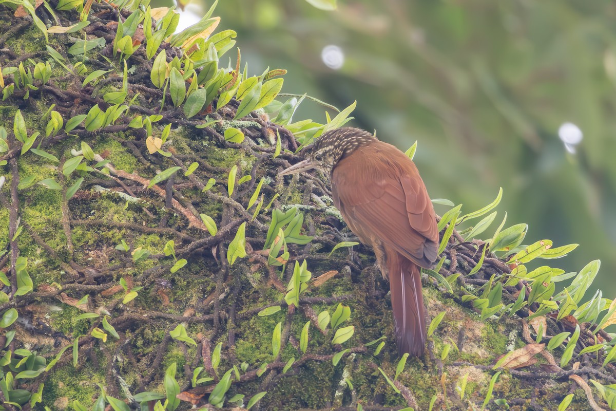 Straight-billed Woodcreeper - ML642808520