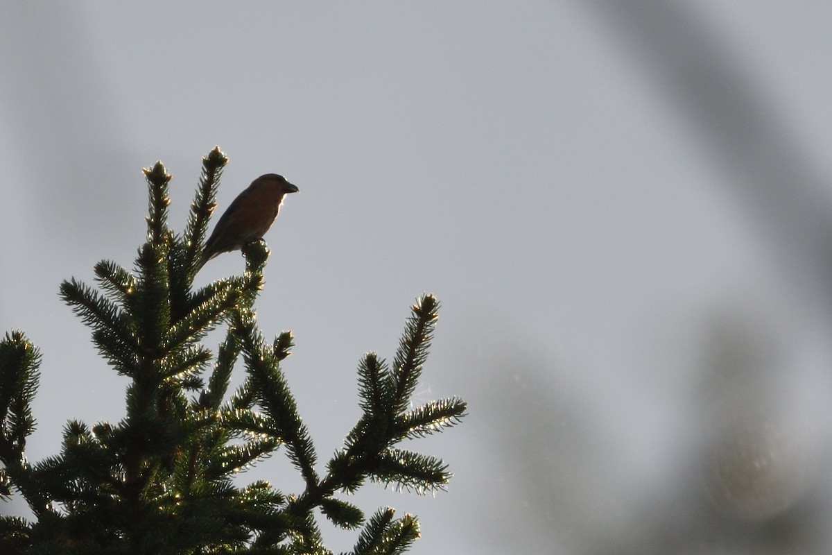 Red Crossbill - ML642808525