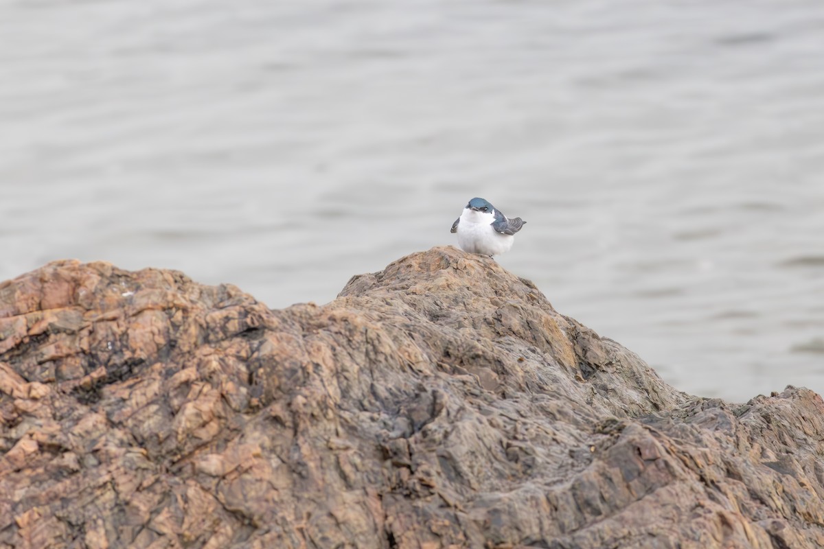 vlaštovka bělobřichá - ML642808538