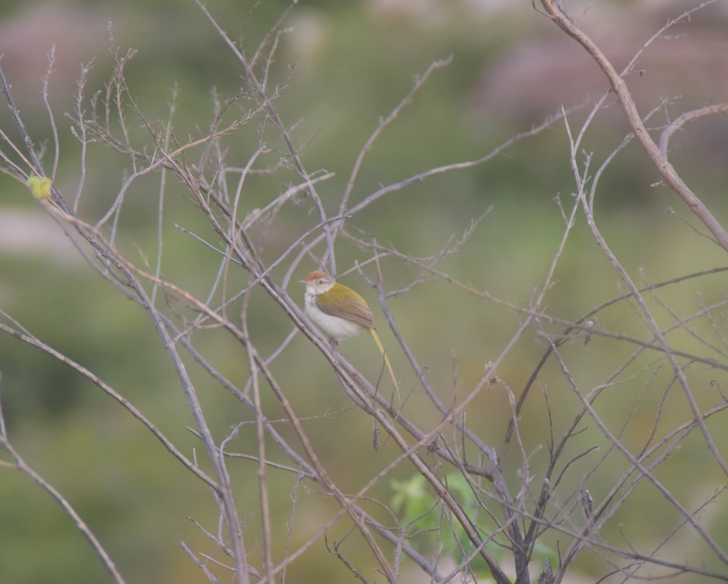 Common Tailorbird - ML642808544