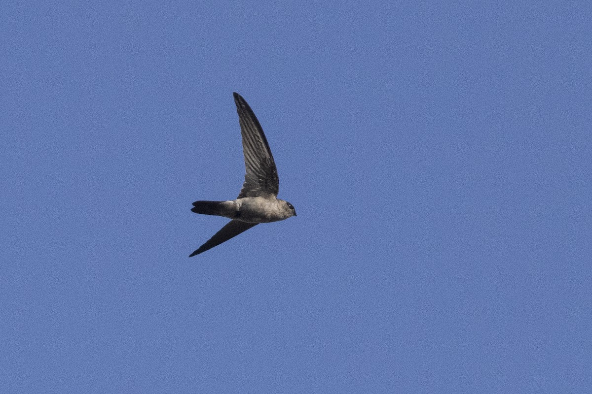 White-nest Swiftlet - ML642808545