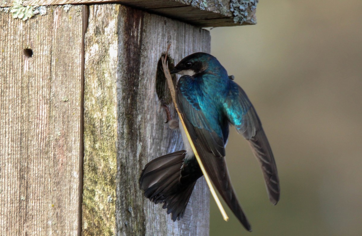 Tree Swallow - ML642808561