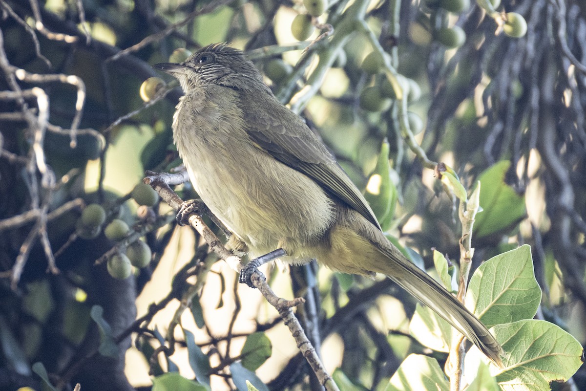 Streak-eared Bulbul - ML642808564