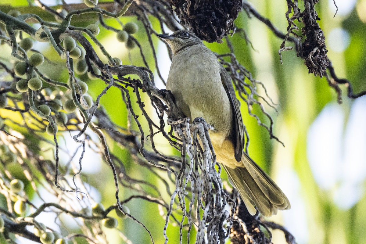 Streak-eared Bulbul - ML642808565