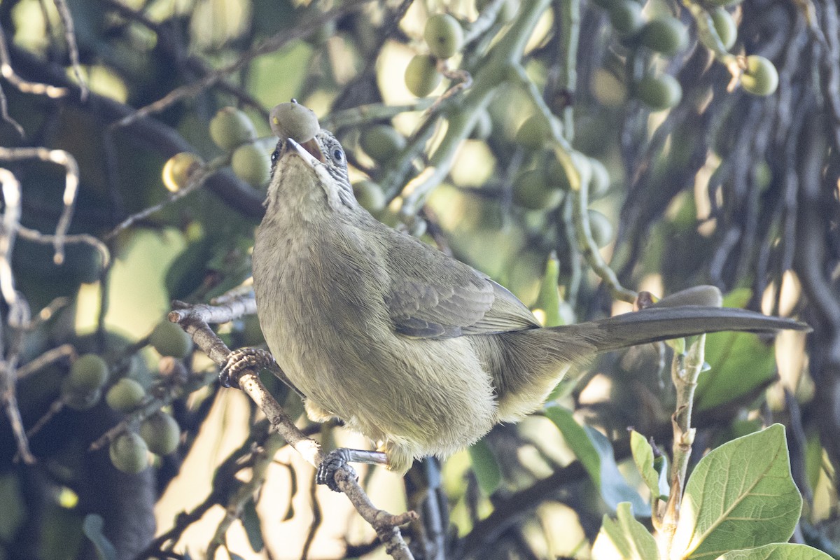 Streak-eared Bulbul - ML642808566