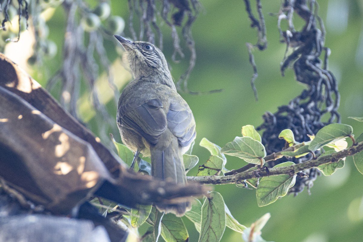 Streak-eared Bulbul - ML642808567
