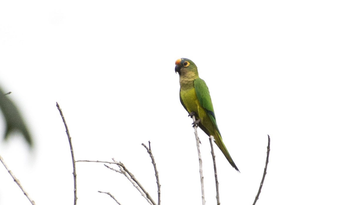 Peach-fronted Parakeet - ML642808593