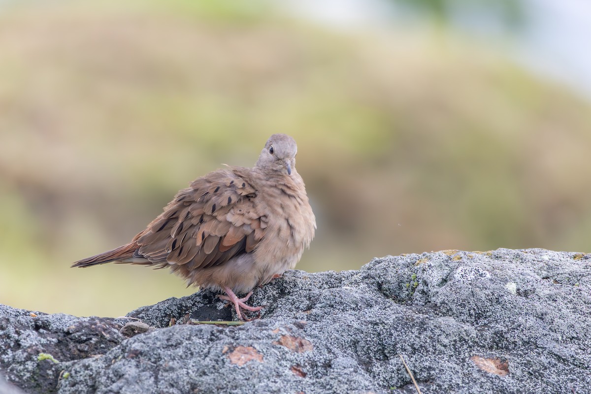 Ruddy Ground Dove - ML642808594