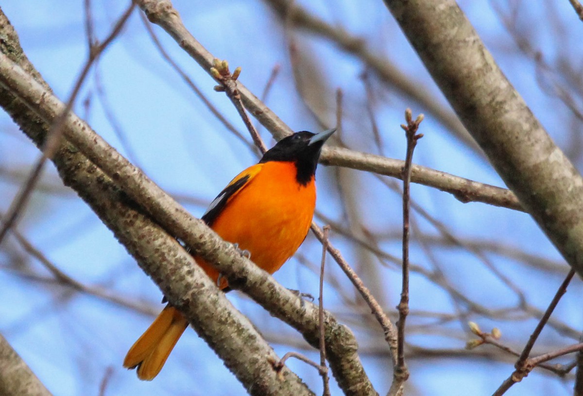 Baltimore Oriole - ML642808596