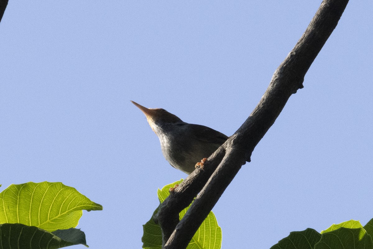 Ashy Tailorbird - ML642808609
