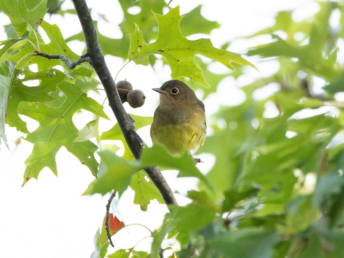 Connecticut Warbler - ML642808612