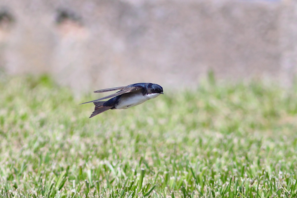 Blue-and-white Swallow - ML642808615