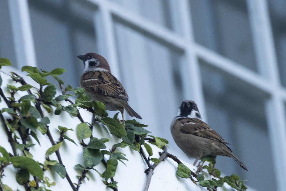 Eurasian Tree Sparrow - ML642808628