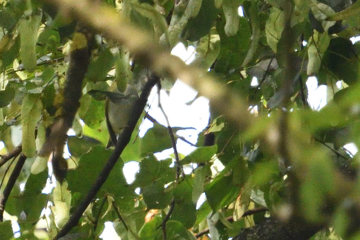 Mosquitero Silbador - ML642808649