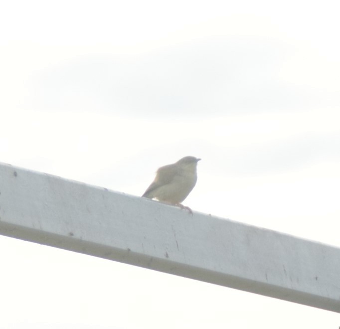 Jungle Prinia - ML642808660