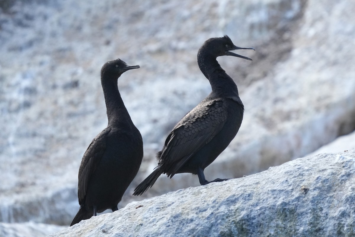 Cormoran des bancs - ML642808669