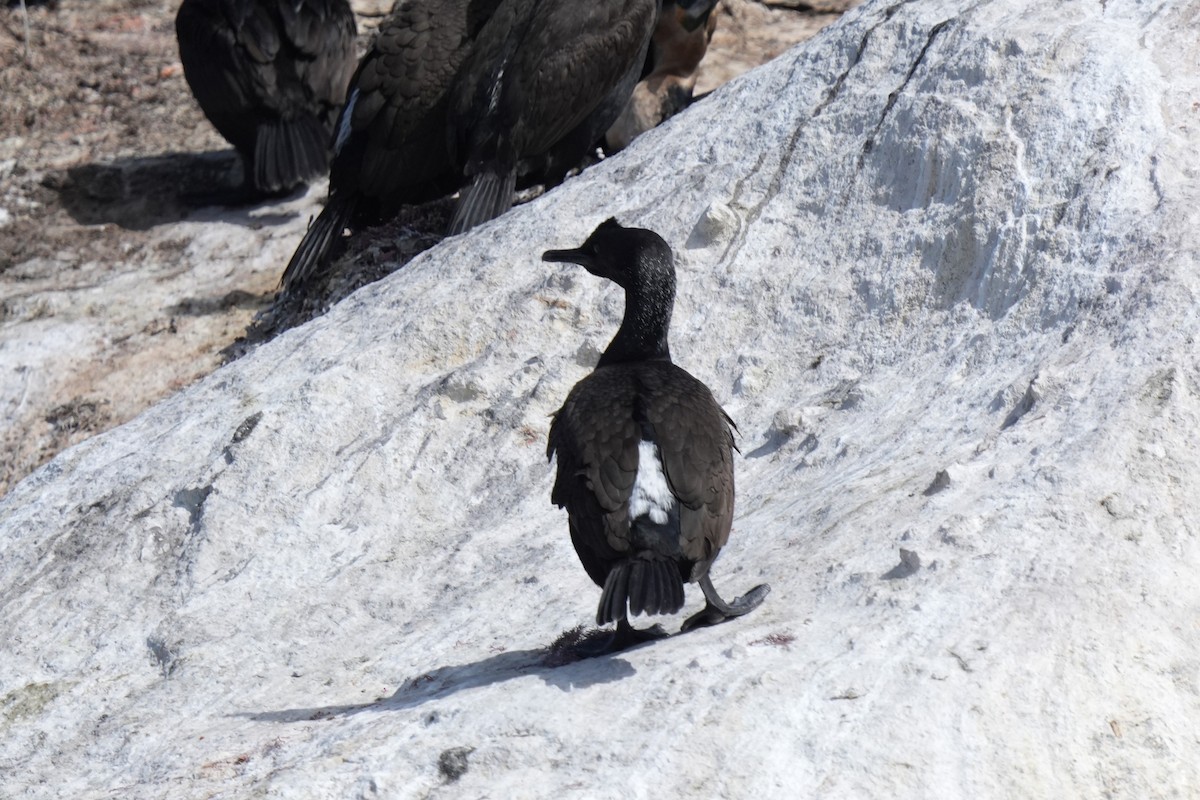 Cormoran des bancs - ML642808670