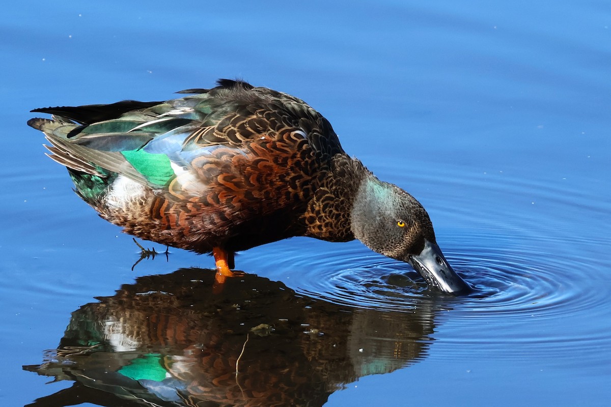 Australasian Shoveler - ML642808671