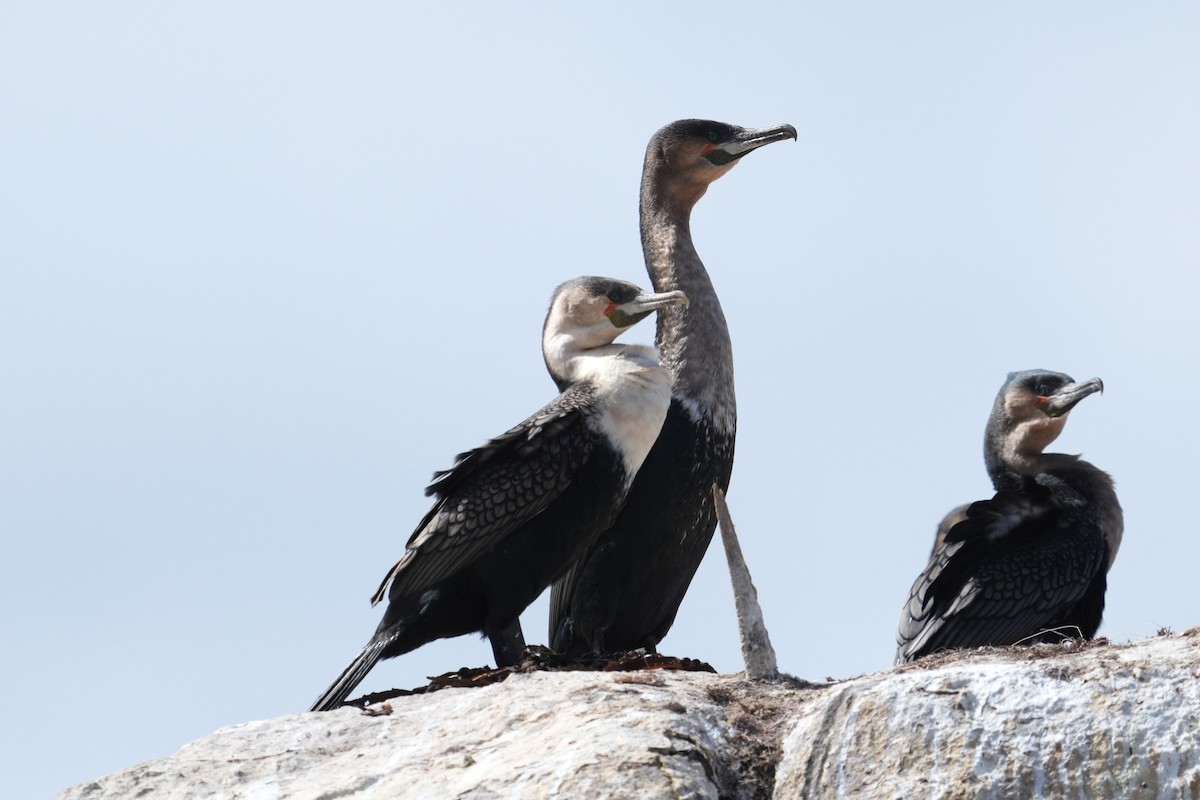 Great Cormorant (White-breasted) - ML642808674