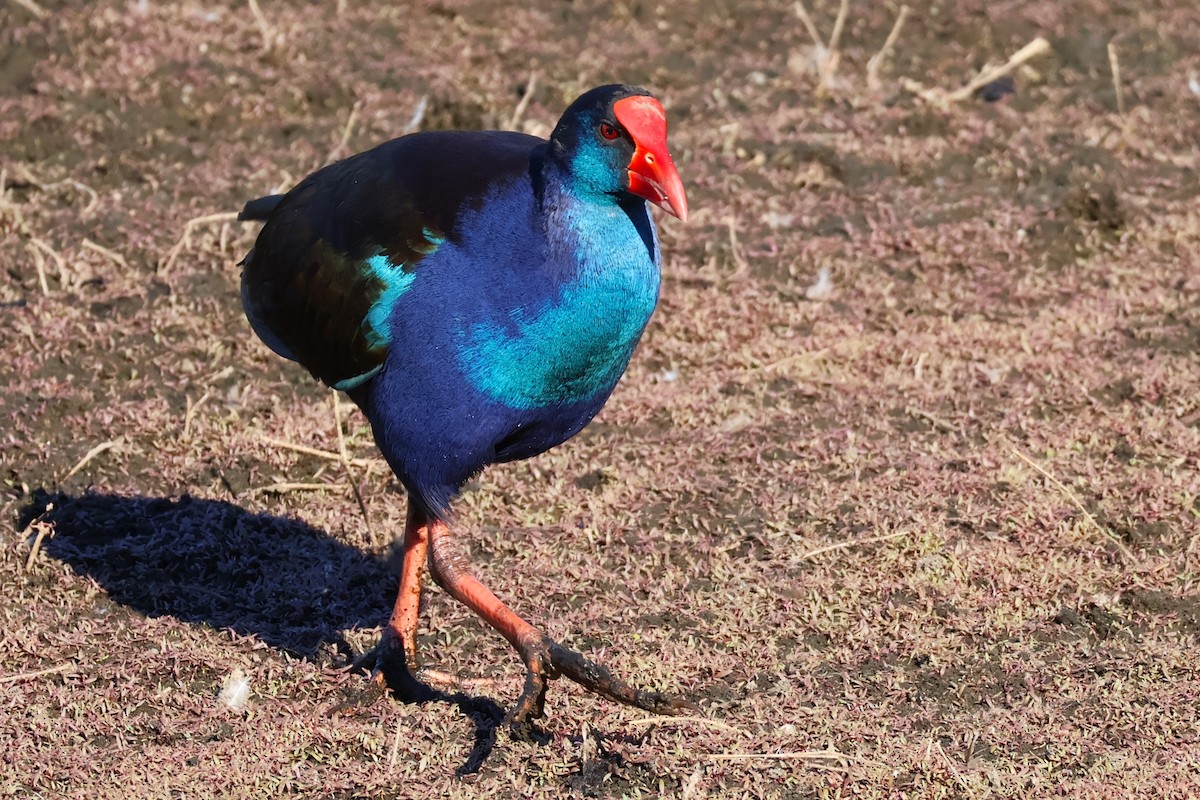 Australasian Swamphen - ML642808679