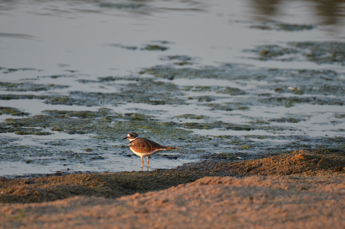 Killdeer - ML642808680