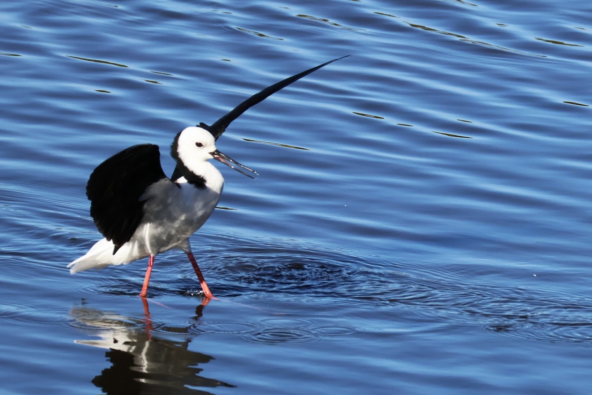 Pied Stilt - ML642808682