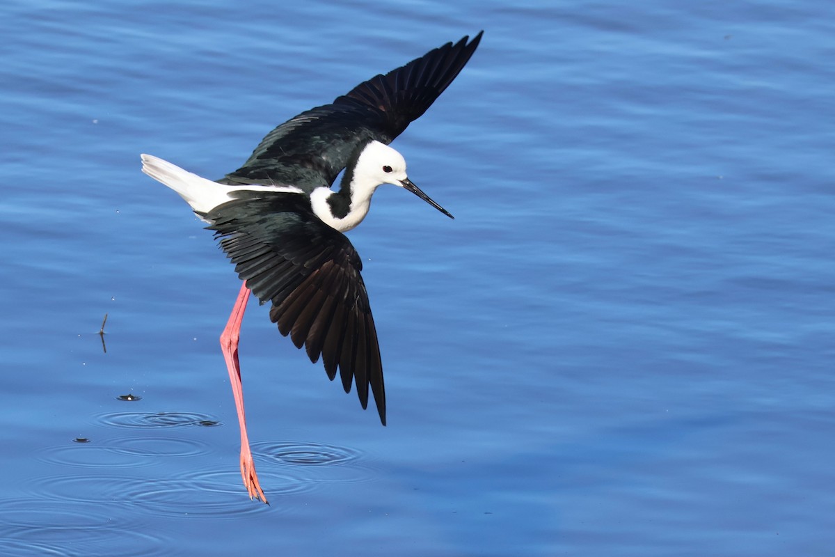 Pied Stilt - ML642808683