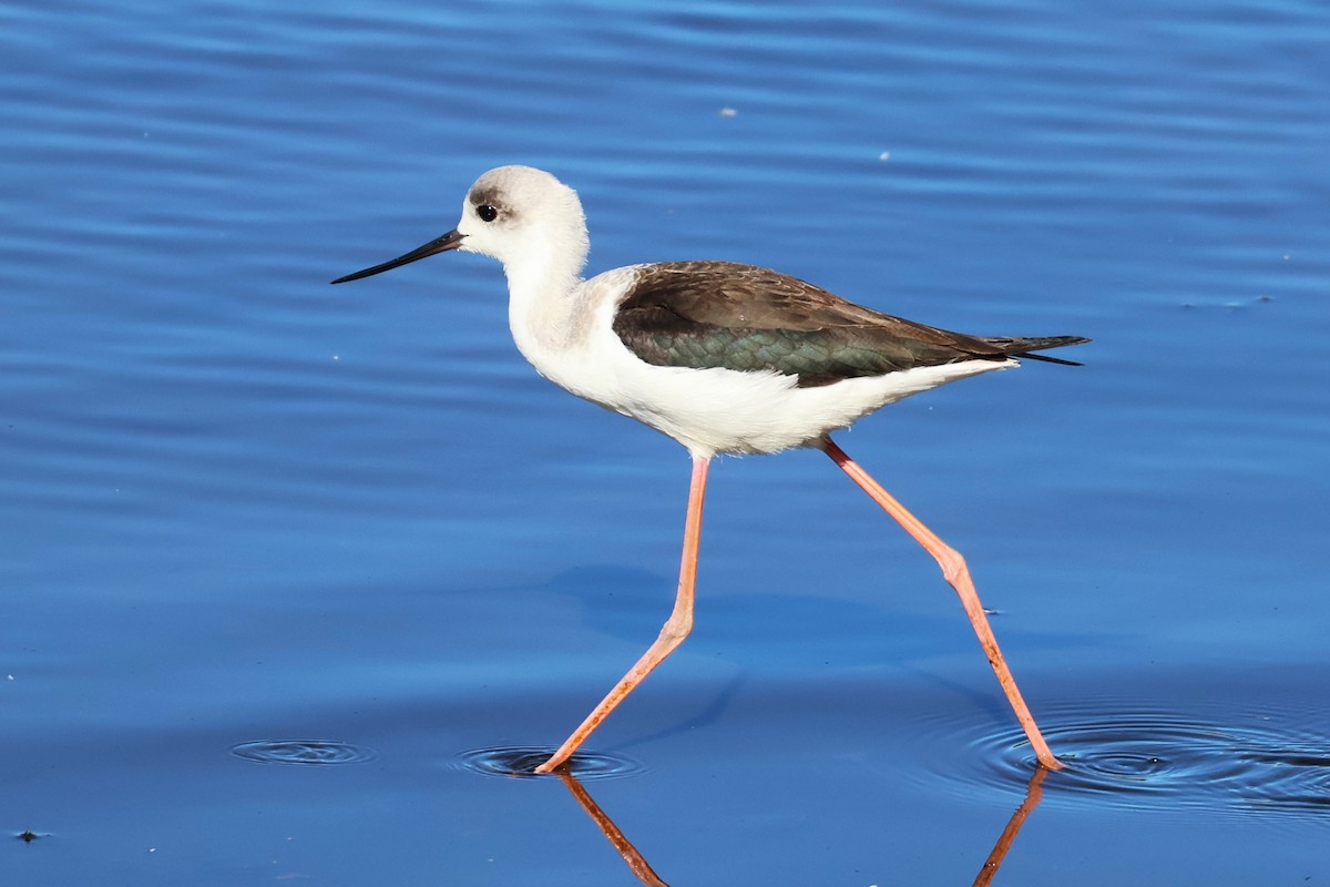 Pied Stilt - ML642808684
