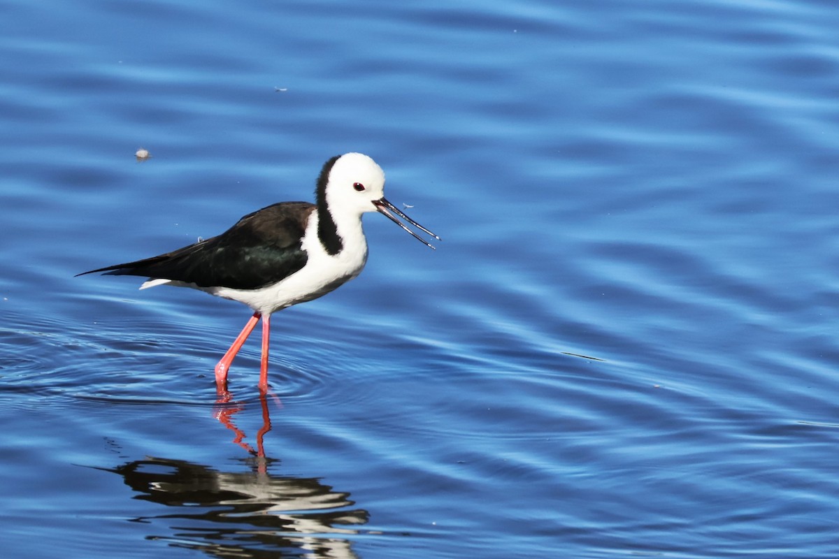 Pied Stilt - ML642808685