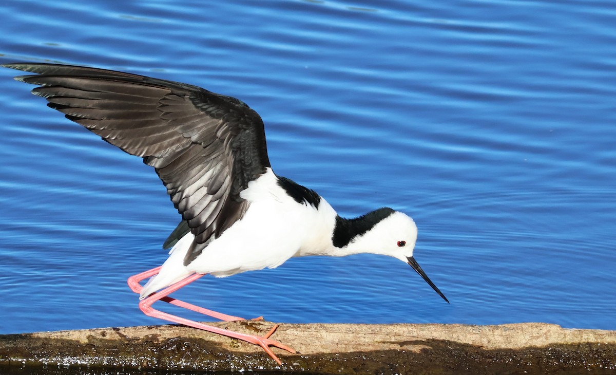 Pied Stilt - ML642808686