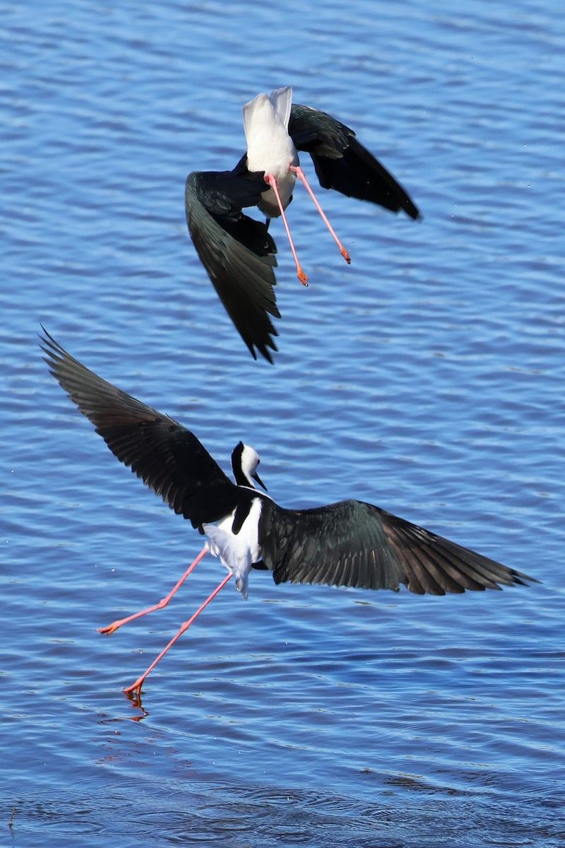 Pied Stilt - ML642808687