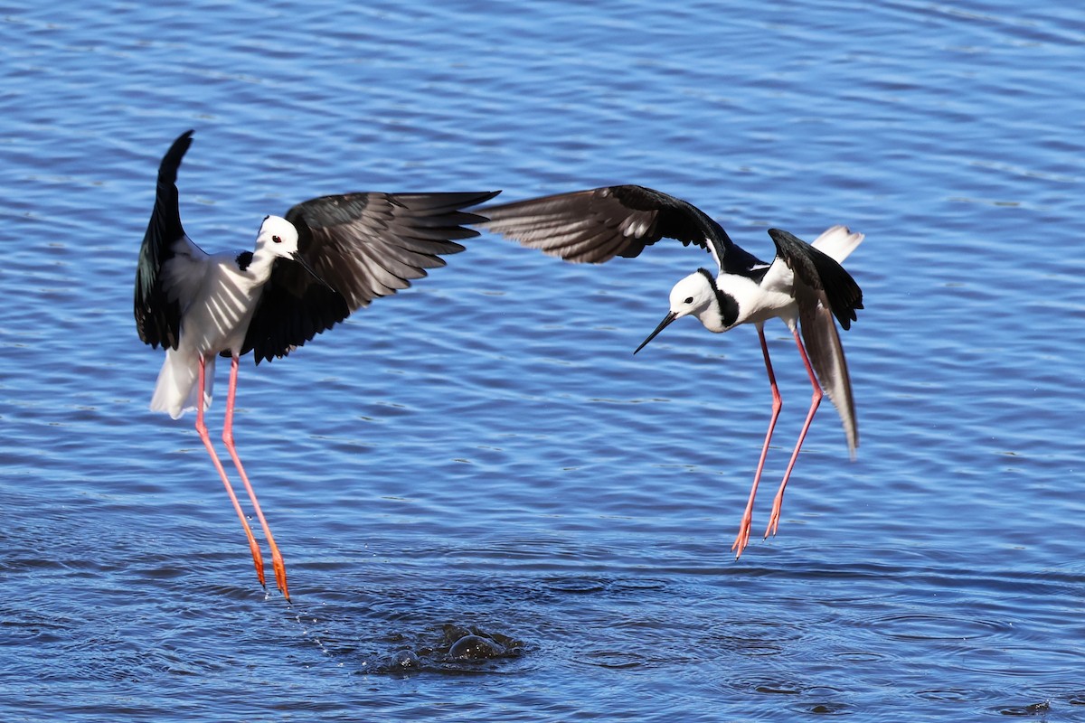 Pied Stilt - ML642808688