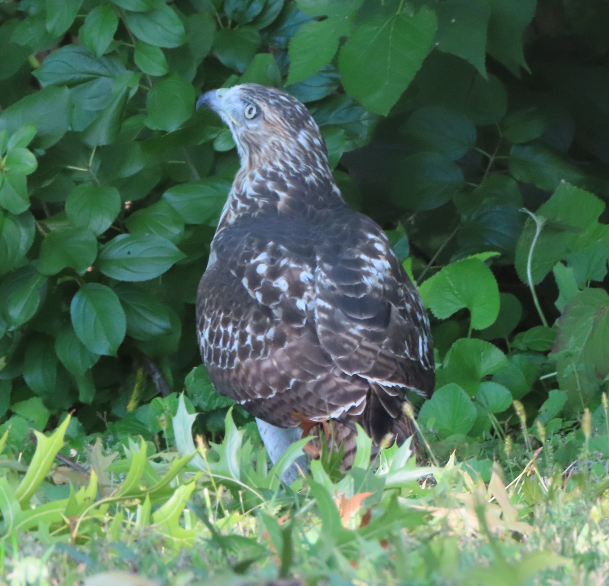 káně rudochvostá - ML642808697