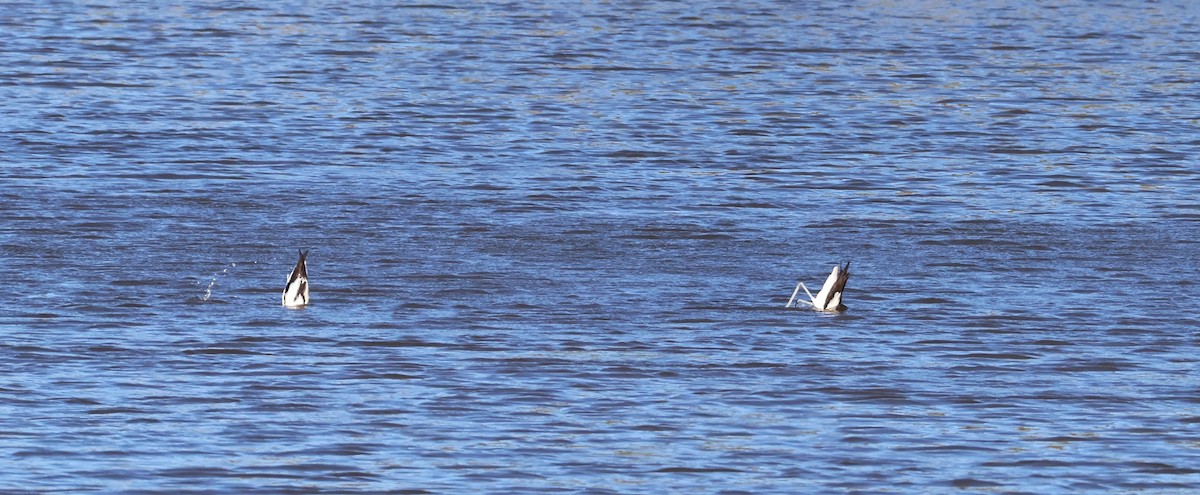 Red-necked Avocet - ML642808699
