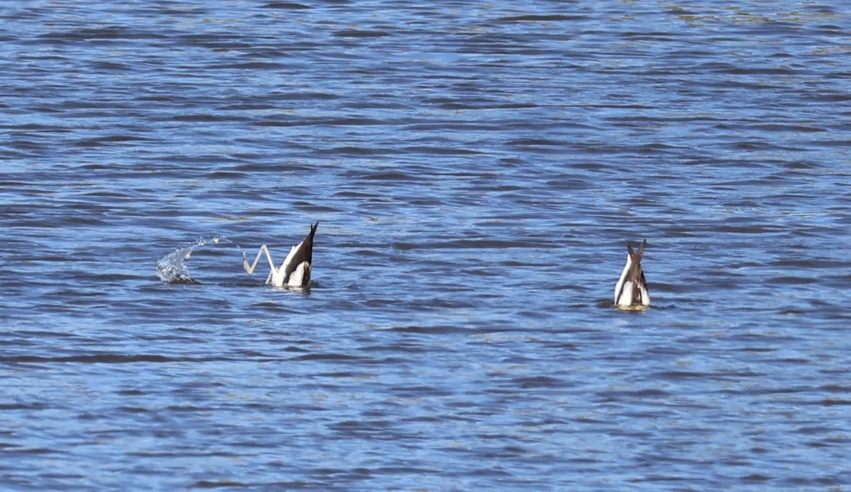 Red-necked Avocet - ML642808700