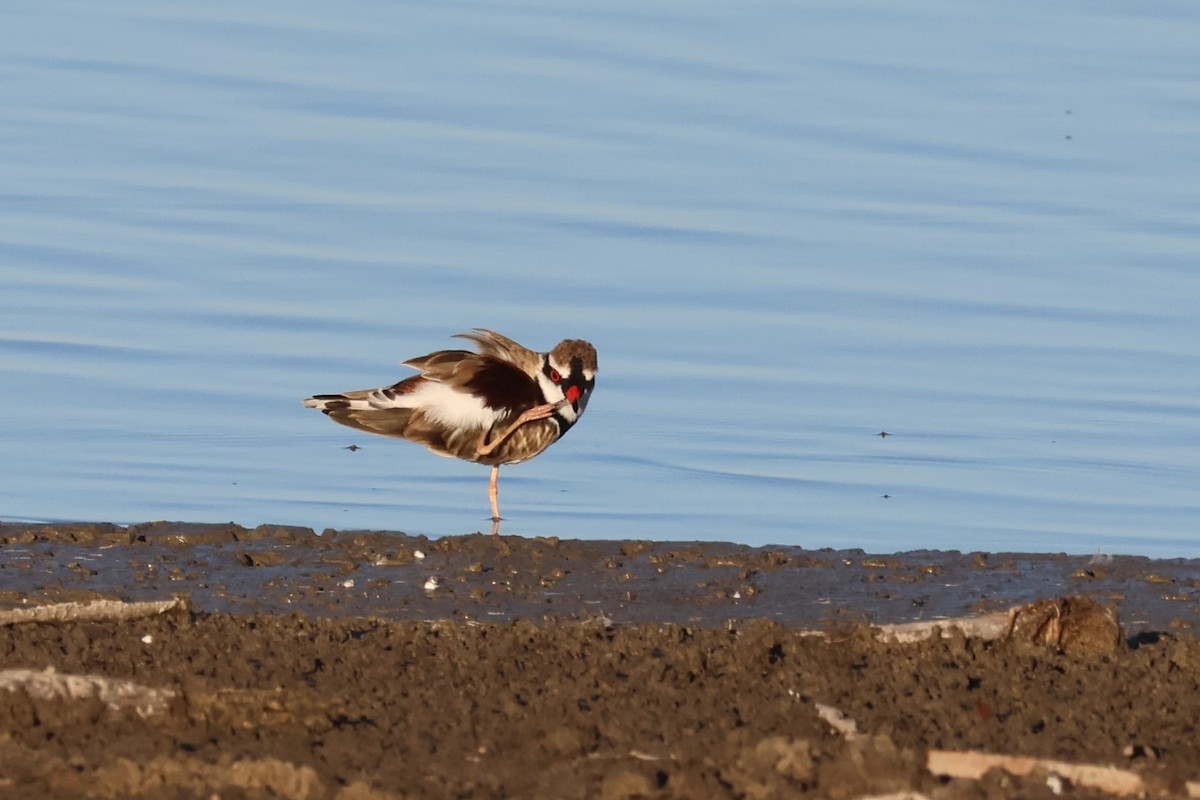 Black-fronted Dotterel - ML642808722