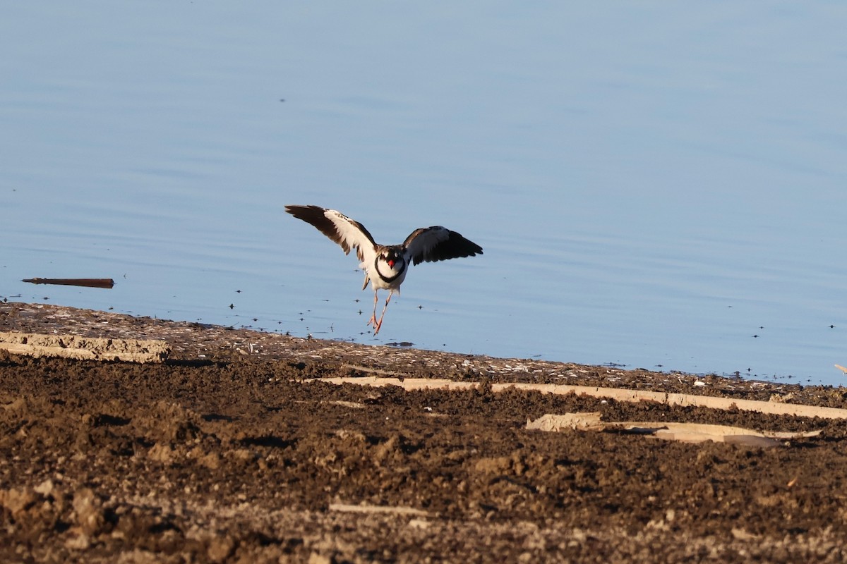 Black-fronted Dotterel - ML642808723