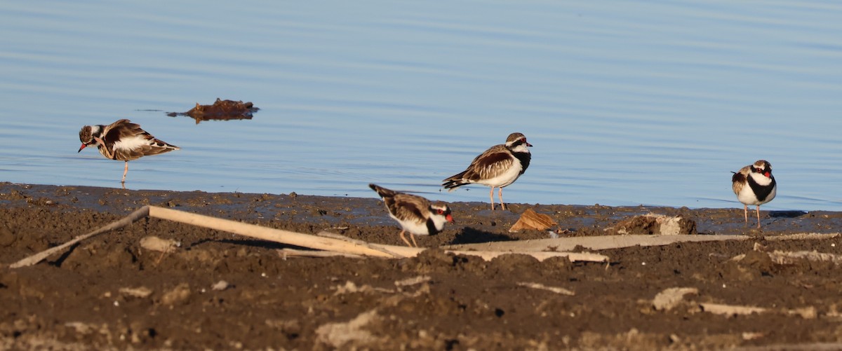 Black-fronted Dotterel - ML642808724