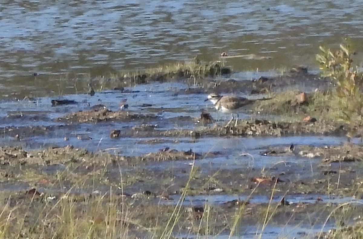 Killdeer - ML642808725