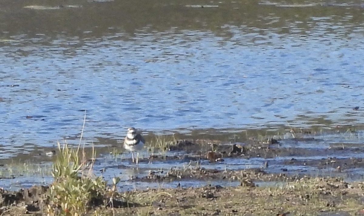Killdeer - ML642808726