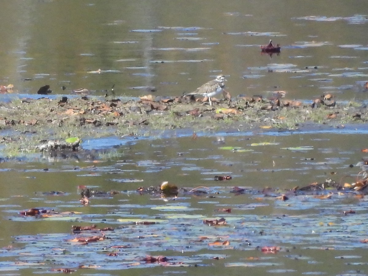 Killdeer - ML642808727