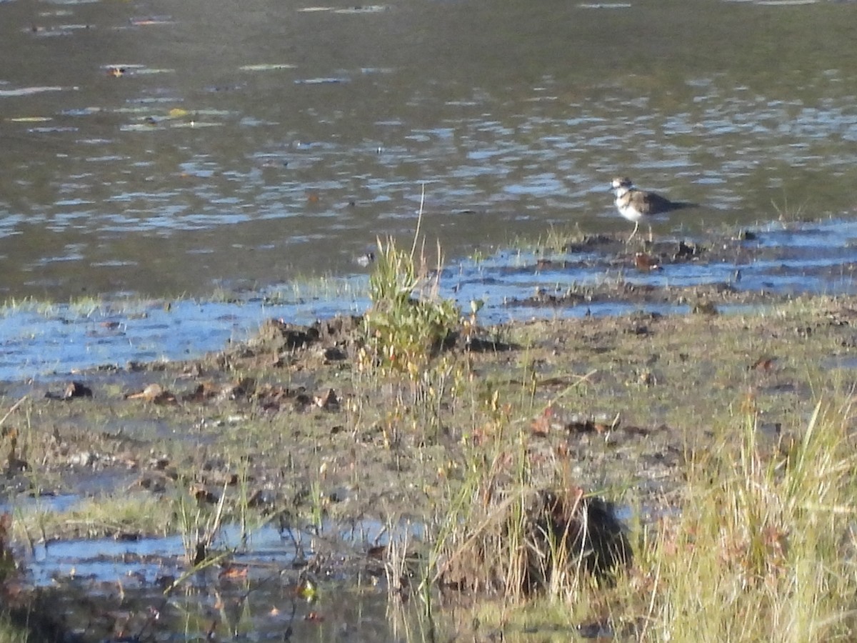 Killdeer - ML642808728