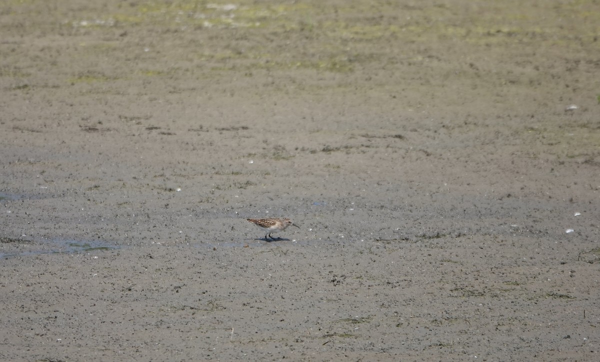 Pectoral Sandpiper - ML642808729