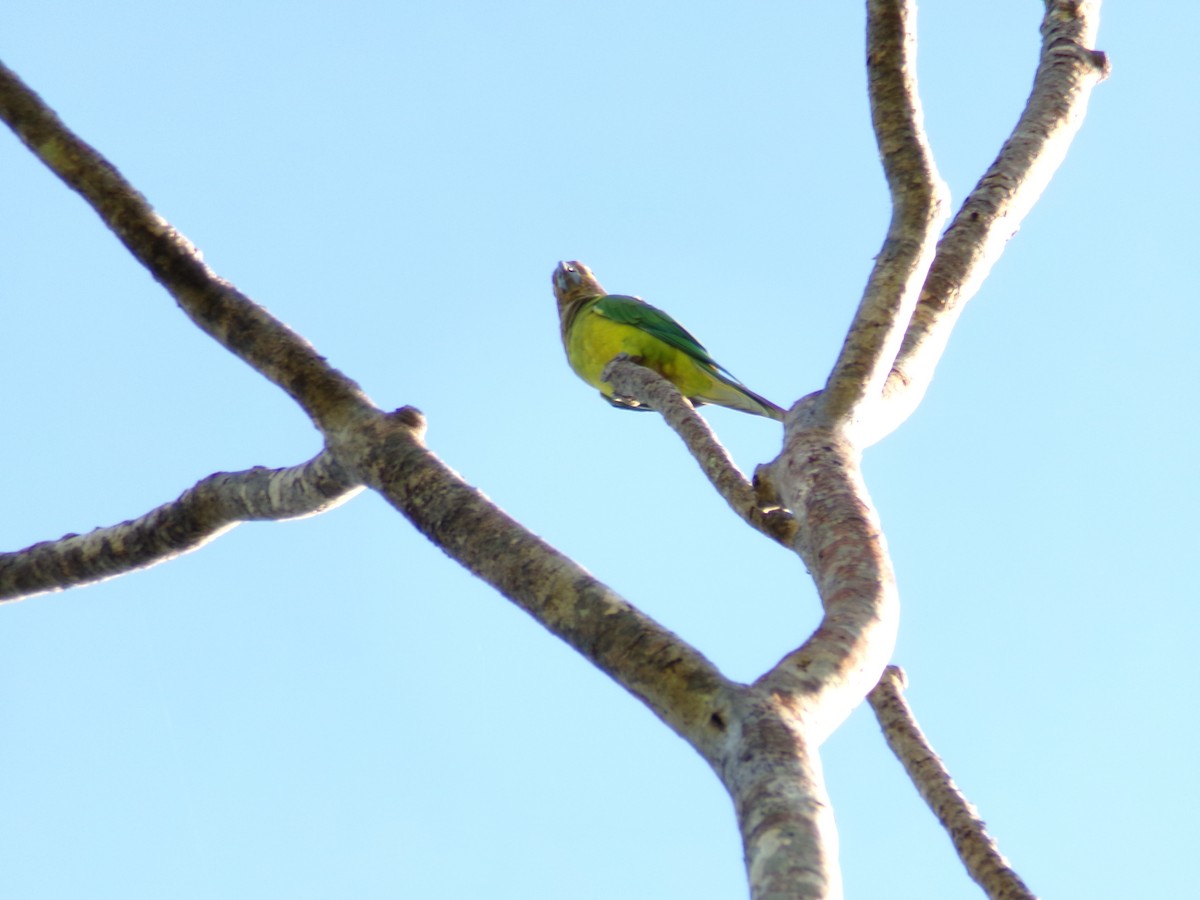Brown-throated Parakeet - ML642808737