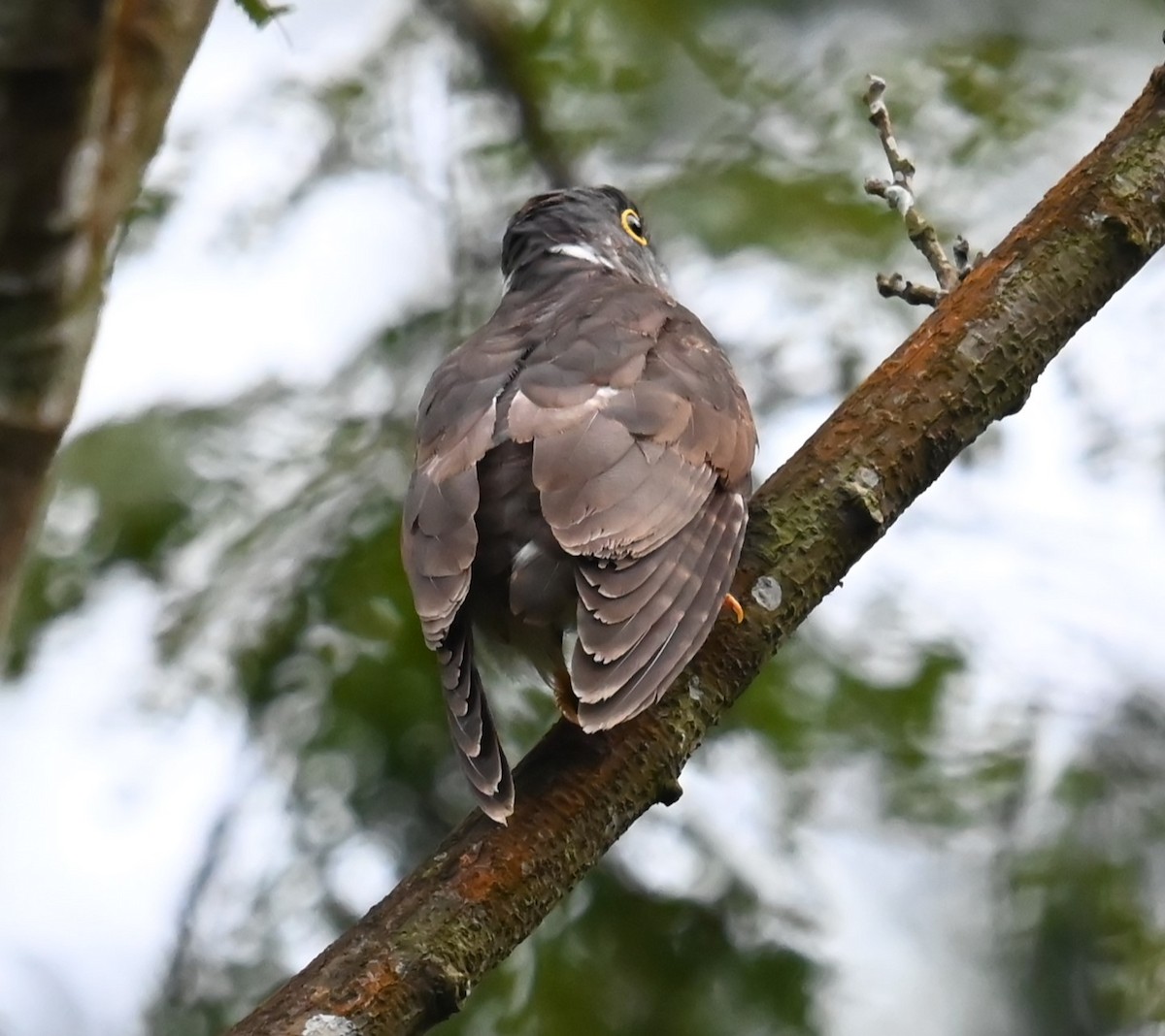 Malaysian Hawk-Cuckoo - ML642808752