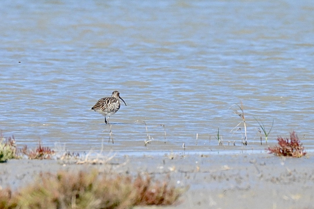 Eurasian Curlew - ML642808757