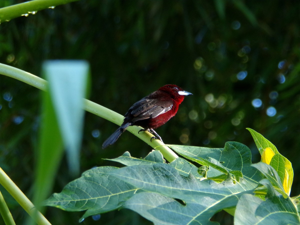 Silver-beaked Tanager - ML642808759