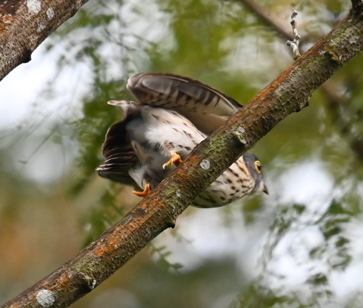 Malaysian Hawk-Cuckoo - ML642808764