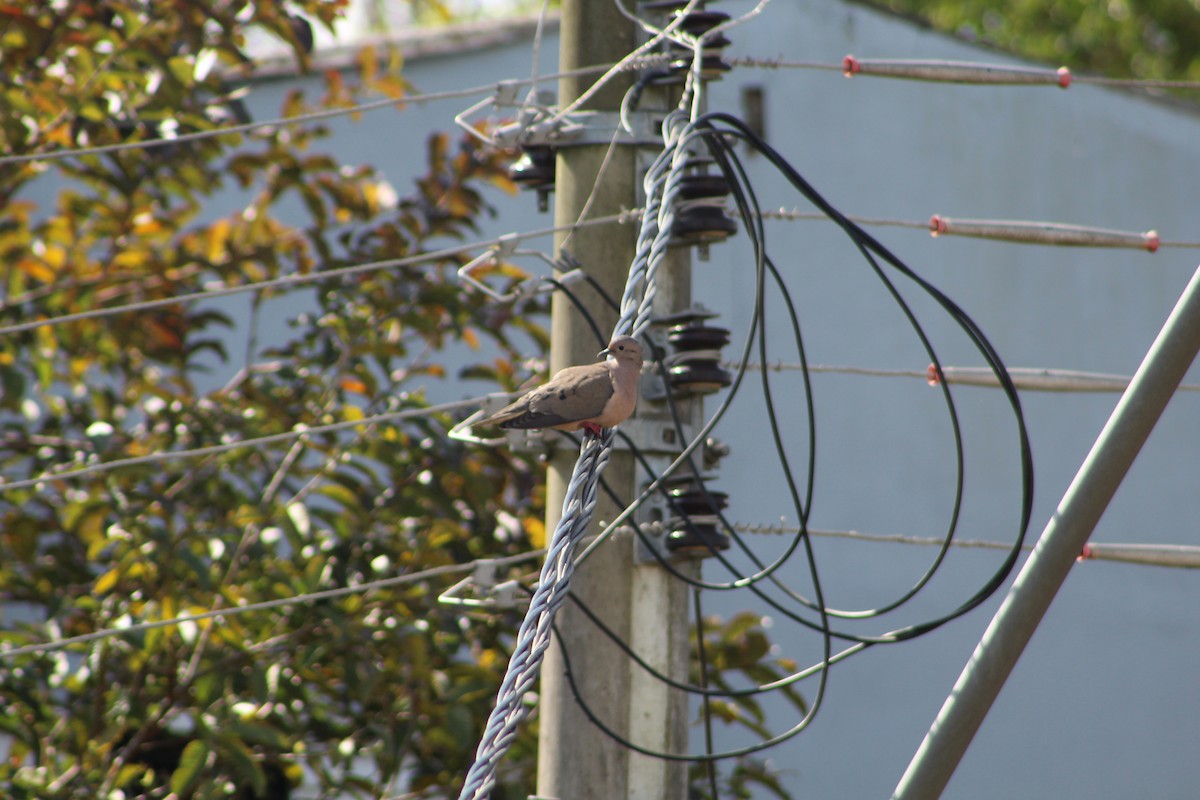 Eared Dove - ML642808765