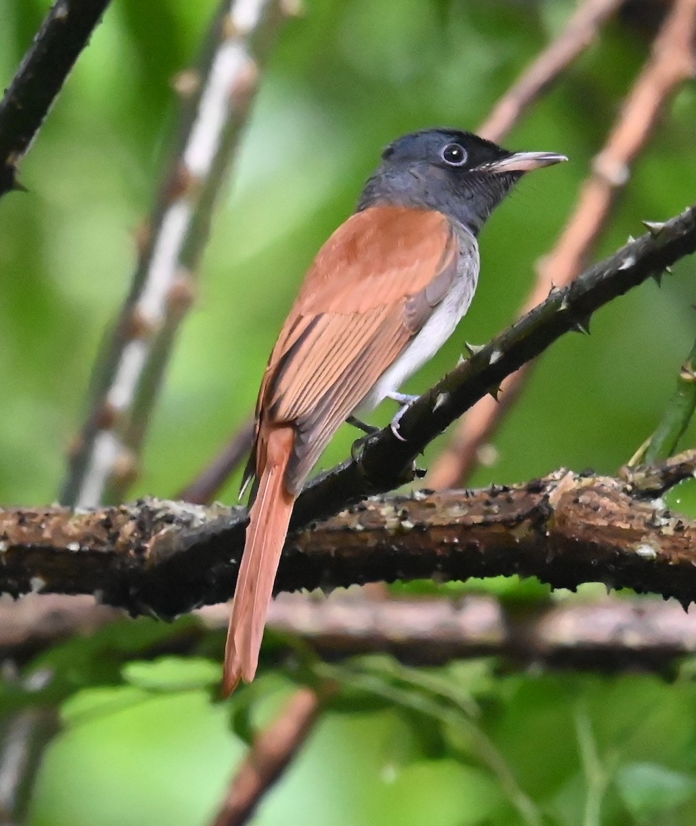 Amur Paradise-Flycatcher - ML642808773